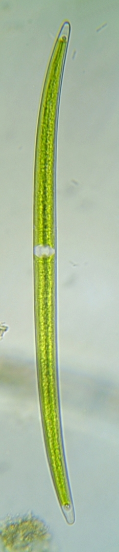 Closterium praelongum